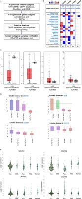 Expression of the Cavin Family in Childhood Leukemia and Its Implications in Subtype Diagnosis and Prognosis Evaluation